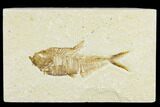 Detailed Fossil Fish (Diplomystus) - Wyoming #113567-1